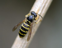 Insekten_Sonja Busch_2