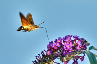 Joachim Konradi - Insekten