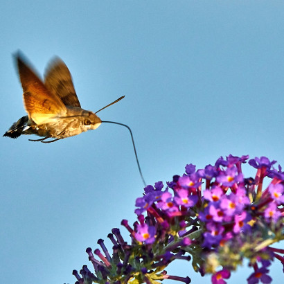 Joachim Konradi - Insekten