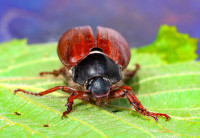 Maikäfer Maikäfer