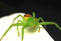 spinne2