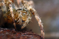 spinne4 spinne4