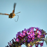 Taubenschw&auml;nzchen 18-10-13 57