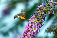 Taubenschwänzchen 18-10-13 6