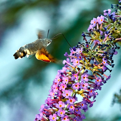 Taubenschw&auml;nzchen 18-10-13 6
