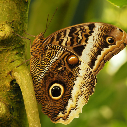 Eulenfalter Eulenfalter