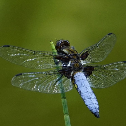 Gro&szlig;er Blaupfeil