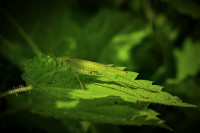 Grünes Heupferdchen
