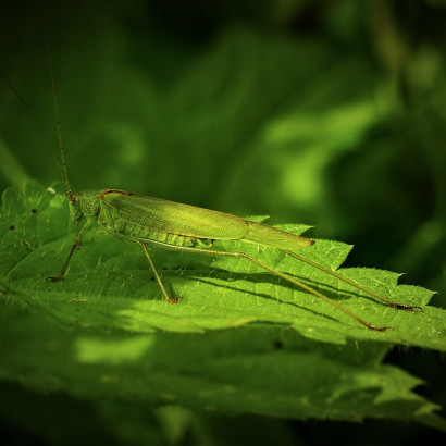 Grünes Heupferdchen