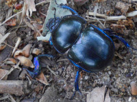   Käfer in der Wahner Heide