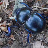 Käfer in der Wahner Heide Käfer in der Wahner Heide