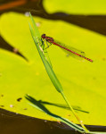 Libelle