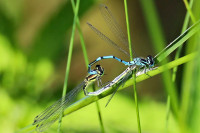 Love is in the Air 2