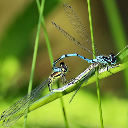 Love is in the Air 2