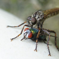 Raubfliege und Schmeißfliege