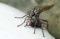 Raubfliege und Schmeißfliege