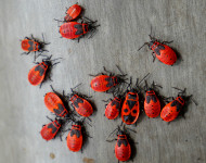  Verschiedene rote Käfer