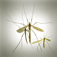 wenn Tipulidaen miteinander tanzen