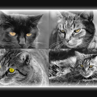 ADORABLE-CATS-EYES ADORABLE-CATS-EYES