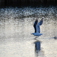 _J9A1885   0287  154