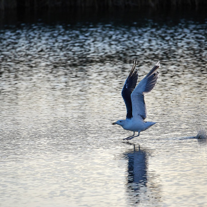 _J9A1885   0287  154