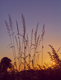 Joachim Konradi - Filigran