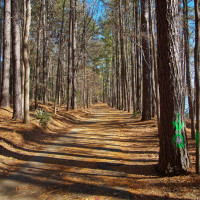 Joachim Konradi - Wald