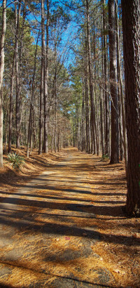 Joachim Konradi - Wald