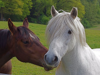 T&ecirc;te-&agrave;-T&ecirc;te