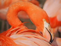 flamingo