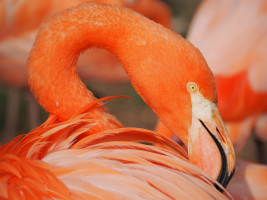 flamingo