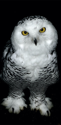 hallo  