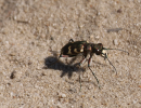 sandlaeufer