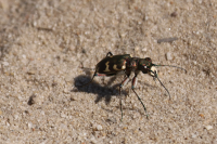 sandlaeufer