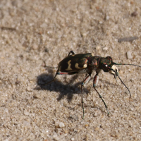 sandlaeufer