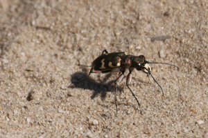 sandlaeufer