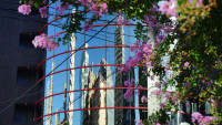 Blüten vor Hochhausspiegelung Blüten vor Hochhausspiegelung