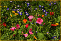 Wildblumen Wildblumen