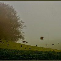 Nebel 2