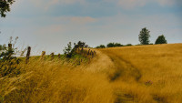 weide auf dem heckberg weide auf dem heckberg