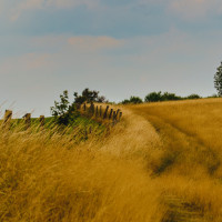 weide auf dem heckberg