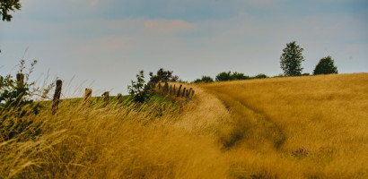weide auf dem heckberg