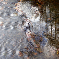 Bach auch anders Bach auch anders