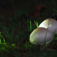 Hannelore S-PA120025 (4)