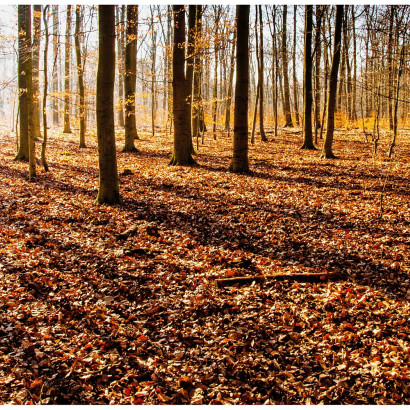 Lichtspiele_Andrew_3