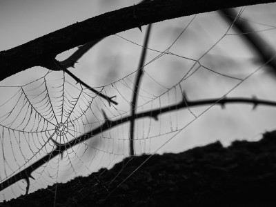 Linien
