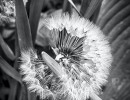 pusteblume