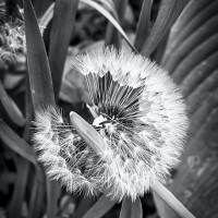 pusteblume