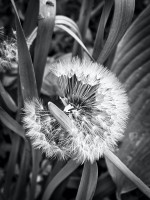 pusteblume