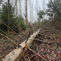 roter punkt realisiert